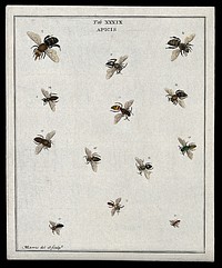Thirteen bees (Apis species). Coloured etching by M. Harris, ca. 1766.