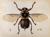 A horse fly (Hippobosca rufipes). Coloured drawing by A.J.E. Terzi.