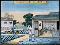 A tea plantation in China: workers trim the harvested tea leaves. Coloured lithograph.