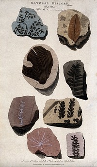 Geology: fossil remains in stone. Coloured engraving, 1811.