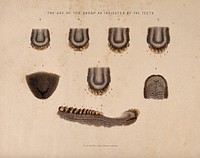 Sheep teeth: seven figures showing the stages of development in the teeth of sheep of different ages. Coloured etching, ca. 1860.