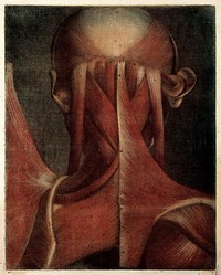 Muscles of the head, neck and shoulders. Colour mezzotint by J. F. Gautier d'Agoty after himself, 1745-1746.