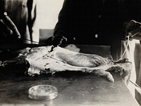 The Pasteur Institute, Kasauli, India: production of the rabies vaccine: removing the spinal cord of a dissected rabbit, previously infected with rabies. Photograph, ca. 1910.