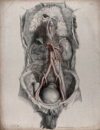 The circulatory system: dissection of the torso showing the kidneys and bladder, with the arteries indicated in red. Coloured lithograph by J. Maclise, 1841/1844.