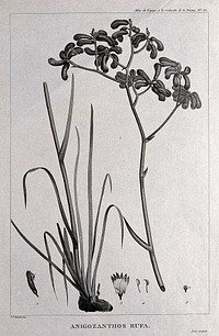 Kangaroo paw (Anigozanthos rufa): flowering stem in 2 sections with floral segments. Engraving by C. Dien, c.1798, after P. J. Redouté.