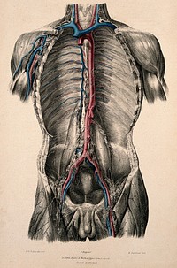 Dissection of the trunk showing lymphatic and blood vessels. Coloured lithograph by William Fairland, 1837, after W. Bagg after W.J.E. Wilson.