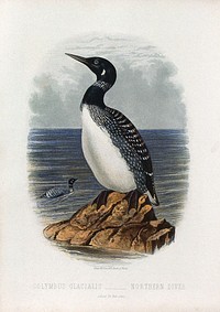 A northern diver (Colymbus glacialis) Colour lithograph, ca. 1875.