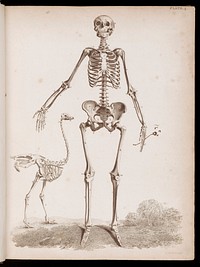 The anatomy of the bones of the human body; represented in a series of engravings, copied from the elegent tables of Sue and Albinus / By Edward Mitchell, engraver ... With explanatory references, by the late John Barclay.