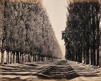 Srinagar, Kashmir: a dense poplar avenue. Photograph by Samuel Bourne.