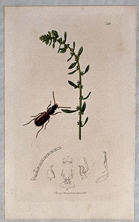 Sea beet plant (Beta vulgaris subsp. maritima) with an associated beetle and its abdominal segments. Coloured etching, c. 1830.