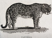 A panther. Etching by T. Owen.