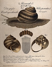 A large edible snail: five figures, including a cross-section of the shell. Chromolithograph, 1870.