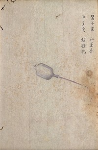 An opium poppy (Papaver somniferum): seed capsule. Watercolour.