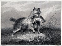 A dog retrieving a dead hare. Etching by J. Westley after G. Armfield.