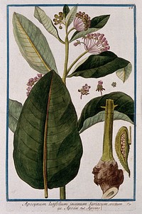 Dogbane (Apocynum erectum Vell.): flowering stem with separate leaf, rhizome swelling, fruit and sectioned flower. Coloured etching by M. Bouchard, 1772.