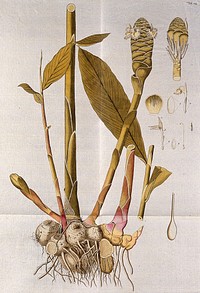 Zerumbet Ginger (Zingiber zerumbet (L.) Sm.): flowering stem with rhizome and separate leaf, inflorescence and floral segments. Coloured engraving after F. von Scheidl, 1776.
