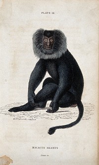 A macque monkey of the genus macacus silenus sitting on the ground. Coloured etching by W. H. Lizars.