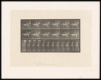 A naked man riding a horse bareback. Collotype after Eadweard Muybridge, 1887.