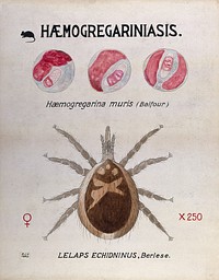 Life-cycle stages of the parasite Haemogregarina muris and its vector, the mite (Lelaps echidninus). Coloured drawing by A.J.E. Terzi.