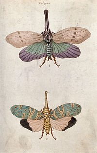 Two Fulgora species. Coloured etching.