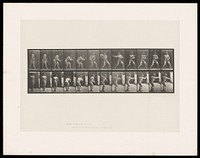 A naked man stoops slightly to catch a ball then throws it back with his right hand. Collotype after Eadweard Muybridge, 1887.