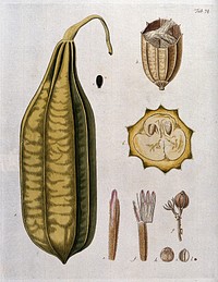 Dishcloth gourd (Luffa acutangula (L.) Roxb.): whole and sectioned fruit and floral segments. Coloured engraving after F. von Scheidl, 1776.