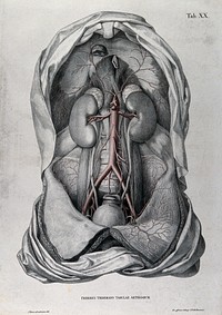 Dissection of the abdomen of a man, with the arteries and blood vessels indicated in red. Coloured lithograph by J. Roux, 1822.