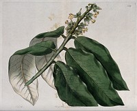 A plant (Diospyros mabola): flowering stem. Coloured engraving by S. Watts, c. 1828, after J. Lindley.