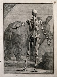 An écorché figure, back view, with left arm extended, showing the bones and the fourth order of muscles, with a rhinoceros seen in the background. Line engraving by J. Wandelaar, 1742.