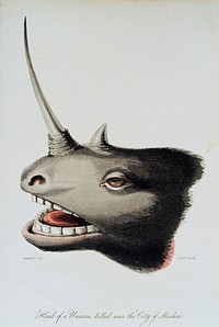 The head of a rhinoceros with overgrown horn thought to be a unicorn. Coloured lithograph by (J.H.) Clark after Campbell.