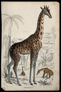 Three giraffes shown in their natural habitat. Coloured etching by W. Warwick after Captain T. Brown.