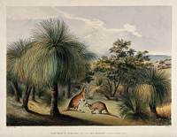 Australian grass trees (Xanthorrhoea species) with red kangaroos (Macropus laniger) at Yankalilla. Coloured lithograph by J. W. Giles, c. 1846, after G. F. Angas.