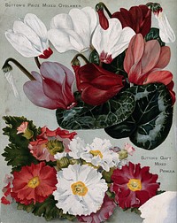 Two plant cultivars: florist's cyclamens and mixed primulas. Chromolithograph, c. 1890.