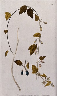 Passion flower (Passiflora suberosa L.): flowering and fruiting stem with separate mature fruit. Coloured engraving after F. von Scheidl, 1772.