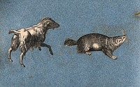 A goat and a water rat or vole . Cut-out engraving pasted onto paper, 16--.
