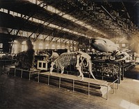 The 1904 World's Fair, St. Louis, Missouri: the US Government building: natural history exhibit featuring a dinosaur skeleton. Photograph, 1904.