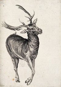 A (dead) deer. Etching attributed to James Ward, ca. 1794.