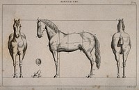 A horse, seen from three angles, with proportions marked: includes two details of a horse's foot. Engraving by H. Roux, 1800/1840.