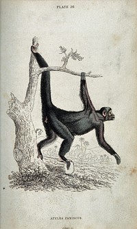 An ape of the genus ateles paniscus swing from a tree. Coloured etching by W. H. Lizars.