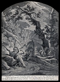Two deer struck by lightning in the forest. Etching by M. E. Ridinger after J. E. Ridinger.