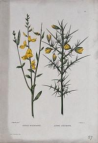 Two plants, Spanish broom (Spartium junceum) and gorse (Ulex europaeus): flowering and fruiting stems. Coloured etching by C. Pierre, c. 1865, after P. Naudin.