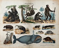 Thirteen different mammals ranging from apes, rodents and marsupials to a whale. Coloured lithograph.