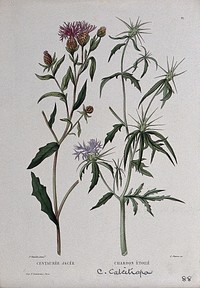 Two plants, a knapweed (Centaurea jacea) and star-thistle (Centaurea calcitrapa): flowering and fruiting stems. Coloured etching by C. Pierre, c. 1865, after P. Naudin.