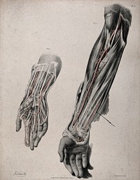 The circulatory system: two dissections of the arm and hand, with arteries and blood vessels indicated in red. Coloured lithograph by J. Maclise, 1841/1844.