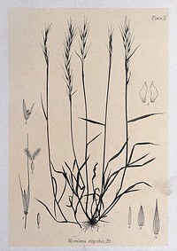 Meadow rice grass (Microlæna stipoides, Br.): plant with floral segments. Lithograph, c. 1880, after J. Buchanan.
