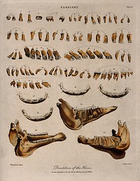 Teeth and jawbones of a horse: 34 figures. Coloured engraving by J. Pass after Harguinier, 1805.