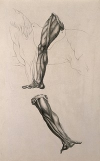 Écorché leg of man riding a horse, and écorché hand with outstretched palm. Pencil and ink wash drawing, after an unidentified work on anatomy, ca. 1830.