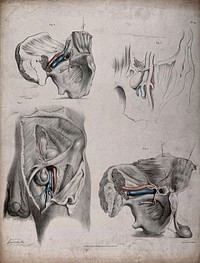 The circulatory system: dissections of the male reproductive system and pelvic bone, with the arteries and veins indicated in red and blue. Coloured lithograph by J. Maclise, 1841/1844.