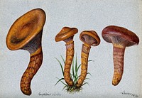 Pine spike cap fungus (Chroogomphus rutilus): four fruiting bodies. Watercolour, 1899.