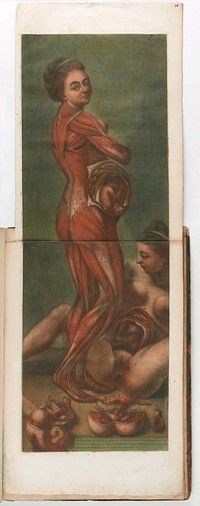 Anatomie des parties de la génération de l'homme et de la femme ... jointe a l'angéologie de tout le corps humain, e a ce qui concerne la grossesse et les accouchemens / [Jacques Fabien Gautier d'Agoty].